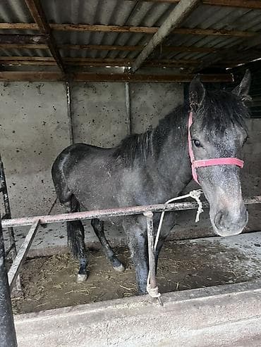 порода голштин: Продаю | Конь (самец) | Рабочий — 4