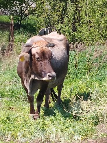 каровы швиц: Продаю | Корова (самка) | Для молока — 1