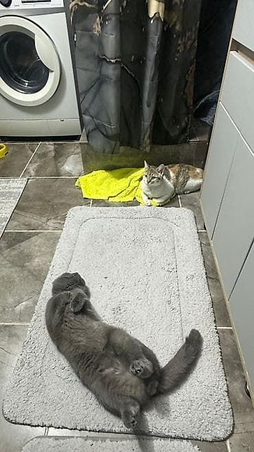 кошки ош: Котята домашние — окрасы: серо-белый с кремовыми отметинами — 2
