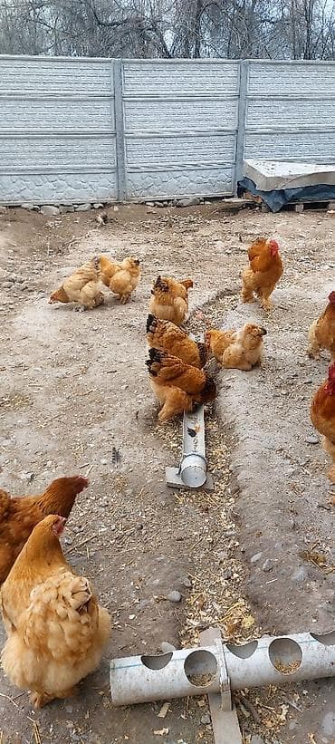 попугаи ара: Продаю цыплят брамы по 150с на фото видно родительское стадо — 6