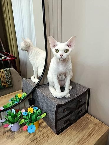 1 год, Девочка, Белый, Кастрирована, Приучена к лотку, Проглистована