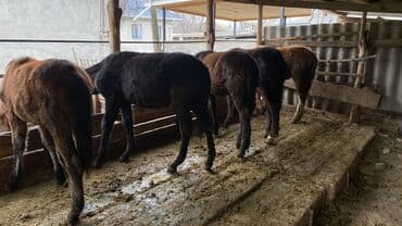 наполнитель для животных: Продаю | Жеребенок | Для разведения | Племенные — 1