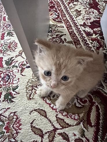 вора: Котята, помёт из 4 малышей, отдам даром - Возраст: примерно 4–6 — 4