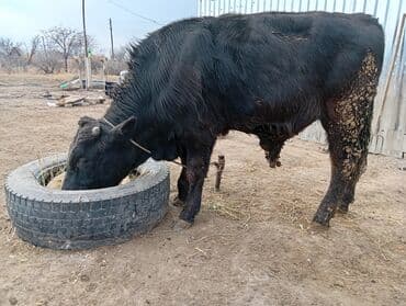 дойный коров: Продаю | Бык (самец) | На откорм | Привязанные — 3