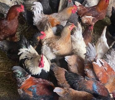 собаки цена: Продаю | Куры | Домашняя | Для разведения — 1