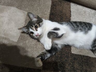 домик для кота: 4 месяца, Мальчик, Приучена к лотку — 6