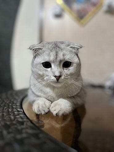 кошачий приют: Скотиш Фолд (Шотландская вислоухая), 11 месяцев, Девочка, Серебристая шиншилла, Приучена к лотку — 5