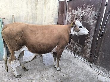 Сатам | Кунаажын | Симментал | Көбөйтүү үчүн | Кунажын