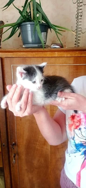 Котята, две девочки один мальчик окрасы: бело‑черный и бело‑тигровый