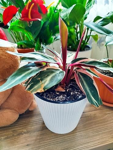 цветы саженцы: .Строманта кроваво-красная «Триостар» (Stromanthe sanguinea — 1