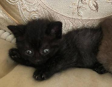 Мышыктар: Котята, домашние. Разные окрасы и типы шерсти 1,5 месяца — 3