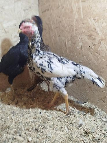 кошки купить бишкек: Продаю | Петух — 1