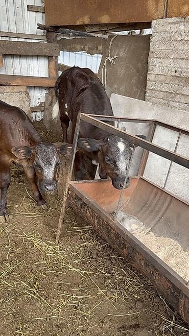 Продаю | Бык (самец) | Бельгийская