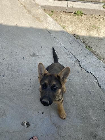 Щенок немецкой овчарки - Порода: немецкая овчарка (чёрно‑рыжий окрас