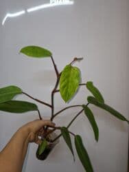 продам рассаду помидор: В продаже укоренённые сингониумы в активном росте: панда гелакси — 16