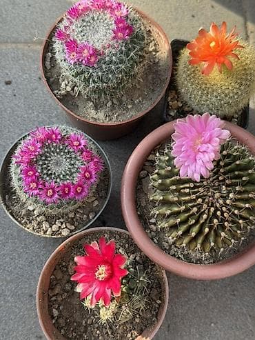 сколько стоят кактусы: Коллекция цветущих кактусов в горшках - Маммиллярии с венком — 2