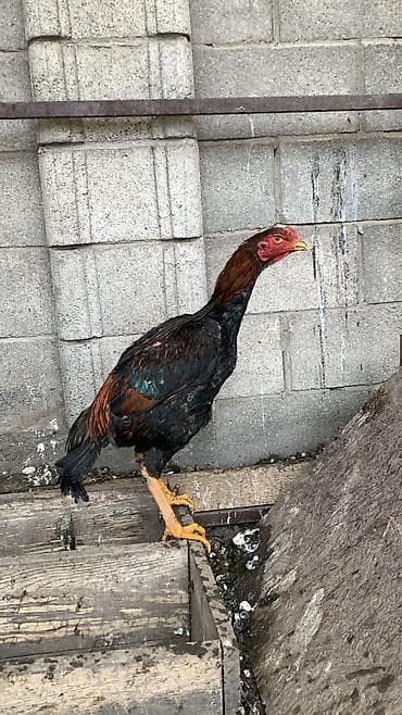 кунан аттар: Сатам | Короздор — 3