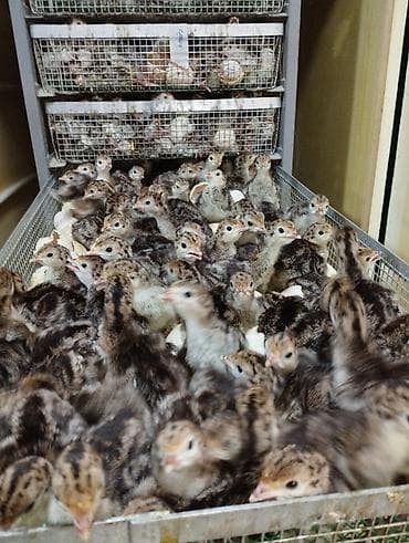 карлековые куры: Продаю | Инкубационные яйца — 3