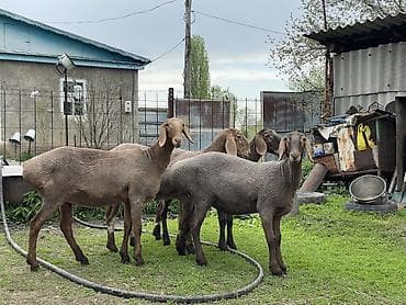 бараны гисары: Продаю | Овца (самка) | Арашан | Для разведения | Матка — 1