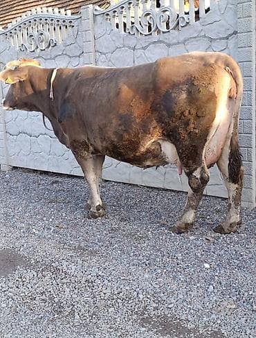 куплю бык: Продаю | Корова (самка) | Для молока — 5