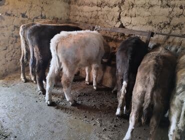 собаки бишкек: Продаю | Бык (самец) | Полукровка | На откорм — 2