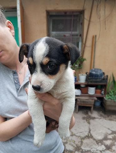 Собаки: Щенок мелкого/среднего размера, с короткой гладкой шерстью. Окрас — 2