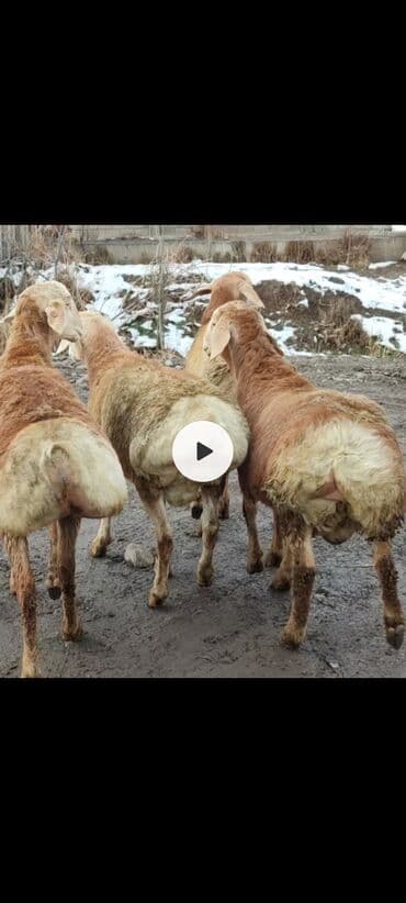 Средства для стирки: Продаю | Овца (самка) | Эдильбаевская | Для разведения | Ярка — 3