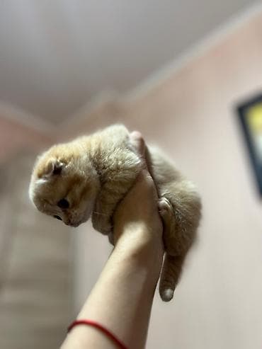 Продажа кошек: Предлогаются к бронированию 3 девочки и 2 мальчика серый и кремовый !! — 9