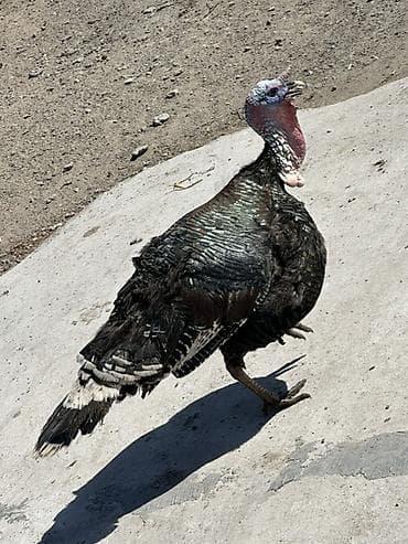 Продаю | Индюшка (самка), Индюк (самец), Инкубационные яйца | Северокавказская, Черный принц, Полукровка | Для разведения | Племенные at lalafo.kg Продаю | Индюшка (самка), Индюк (самец), Инкубационные яйца | Северокавказская, Черный принц, Полукровка | Для разведения | Племенные