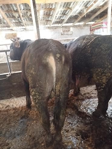 ящик для документов: Продаю | Бык (самец) | На откорм | Привязанные — 6