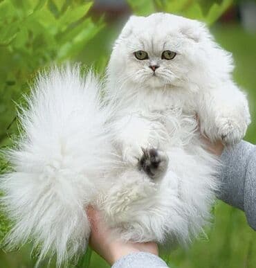 домашняя крыса: Котята породы Scottish fold Профессиональный питомник Victory Pride — 1