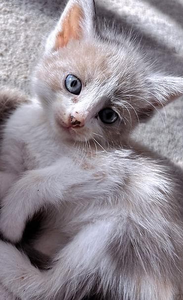 кошка британка: Котята, домашние, от одной кошки. Возраст на фото — малыши, уже едят — 4