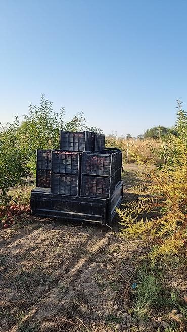 ленинский участок: 600 соток, Действующий, С оборудованием, Электричество — 9
