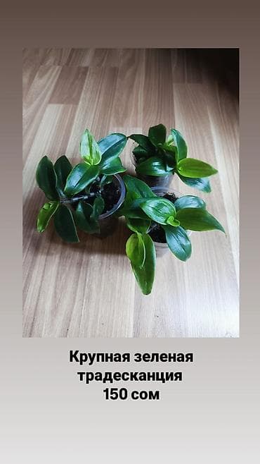Традесканции: Традесканции 8 сортов. Укоренённые черенки. цена 150-200 сом в — 3