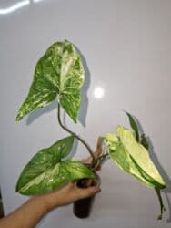 продам рассаду помидор: В продаже укоренённые сингониумы в активном росте: панда гелакси — 3