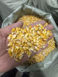 продажа щенков немецкой овчарки с документами в бишкеке: Продаю Кукурузу Кукуруза Кукуруз Жугору рушеный примерно 4-5тон в — 1