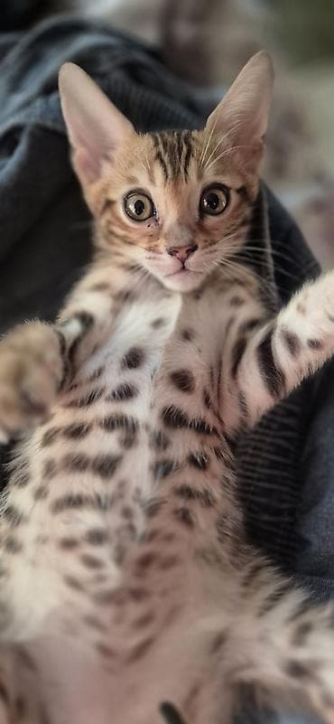 Продаются Бенгальские чистокровные котята, возраст 1.5 месяца
