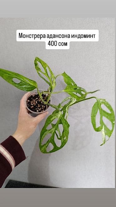 орхидеи сколько стоят: Распродажа сортовых комнатных растений, цены и названия указаны на — 2