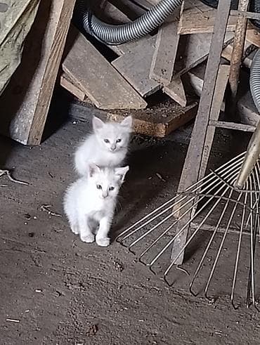 кошки в токмоке: 2 месяца, Девочка, Приучена к лотку — 2