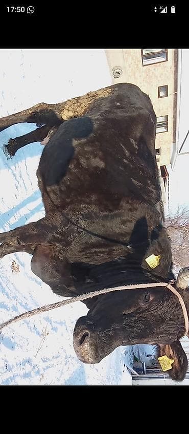 Зоотовары: Продаю | Корова (самка) | Для молока | Привязанные — 1