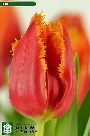 ТЮЛЬПАНЫ 75сом без посредников своя теплица - Длина стебля