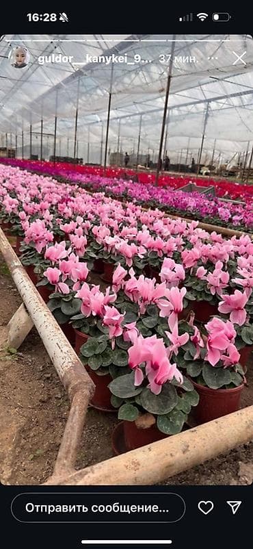 цикламен гулу: Цикламены в горшках – тепличное выращивание. - Разноцветные — 1