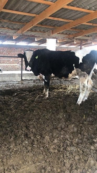 симентал бык: Продаю | Бык (самец) | Для разведения | Привязанные — 2