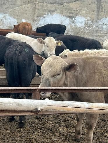 Продаю | Бык (самец) | На откорм