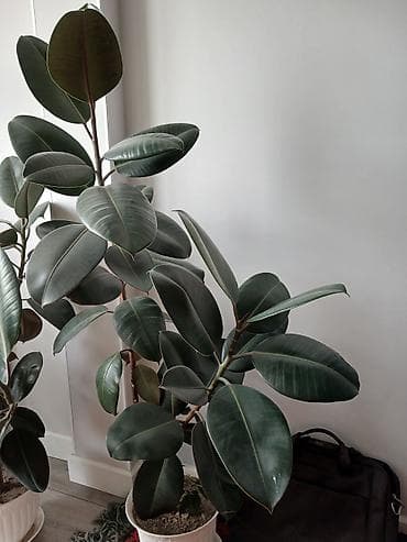 Фикусы: Фикус эластика (Ficus elastica, каучуконосный фикус) в декоративном — 2