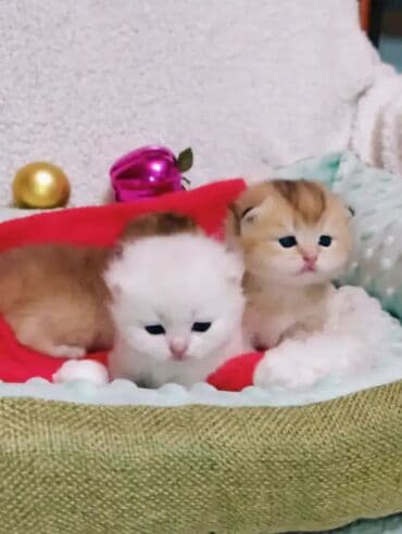 британская кошка серебристая шиншилла: Предлагаем для бронирования чистопородных малышей. Окрас: золотая и — 6