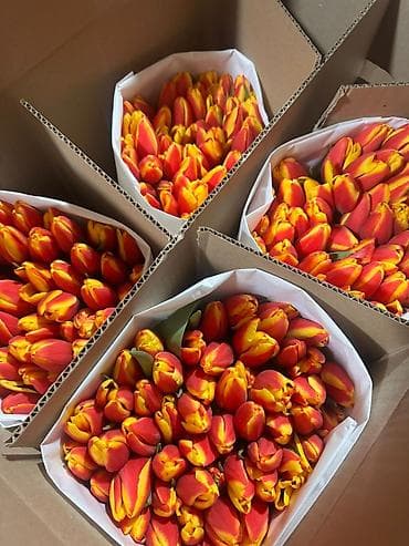 ballet universal: Тюльпаны оптом — 4