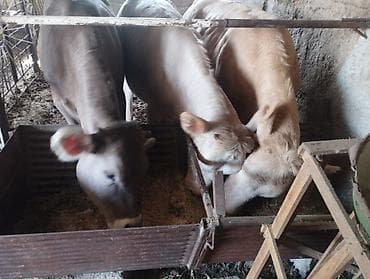 немецкая овчарка сучка: Продаю | Тёлка | Полукровка | Для молока — 5