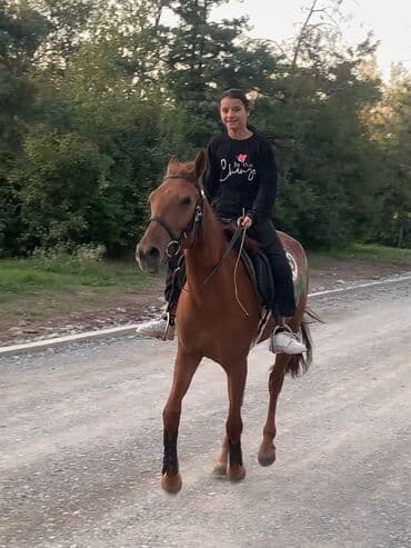 купить измельчитель травы и сена: Комплект для конной езды.(Седло,уздечка,подпруга,стремена,ногавки 2 — 5