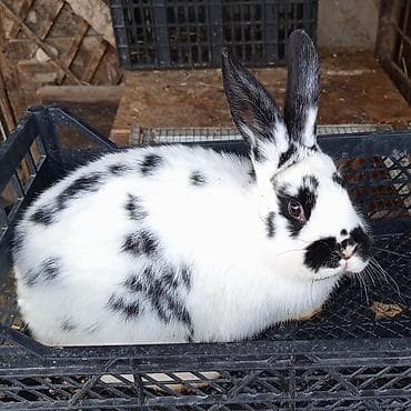 мяса кролика: Продаю | Крольчиха (самка), Крольчата — 6